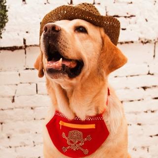 【GFSD璀璨水鑽精品】龐克骷髏(寵物領巾收納袋)