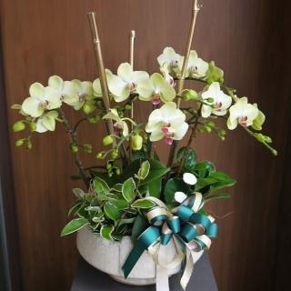 【Santa Ana】Wasabi蘭花組合(蝴蝶蘭與植栽的組合)