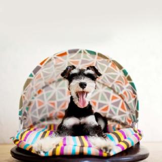 【crazypaws 瘋狂爪子】K.1寵物傢俱 Banner 班納子爵 中小型寵物適用寵物沙發床(寵物家具/寵物床/寵物窩)