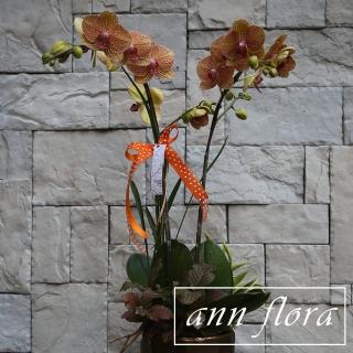 【ann flora】橘線條蝴蝶蘭盆栽(主花為橘線條蝴蝶蘭加小盆栽)