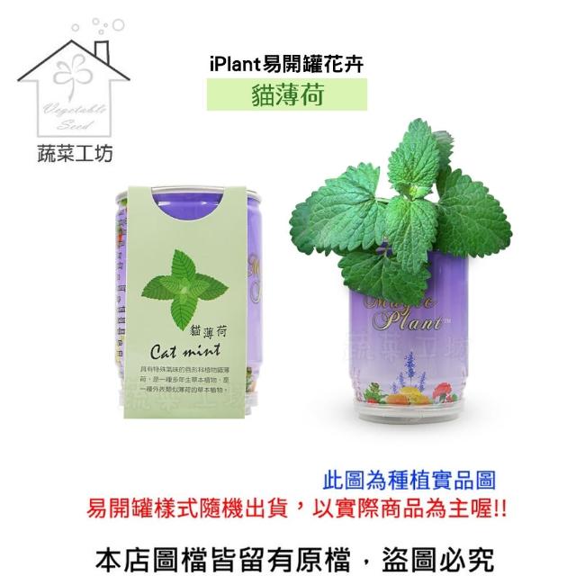 【蔬菜工坊】iPlant易開罐花卉-貓薄荷