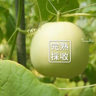 【台灣紅】極品溫室白翡翠美濃吊瓜(10斤/箱)