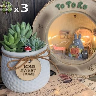 【園藝世界】活體植物-小型活栽3盆組(多肉植物)