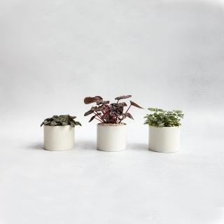 【花意空間】觀葉植物桌上盆組 - B(植栽 淨化空氣 開幕送禮)