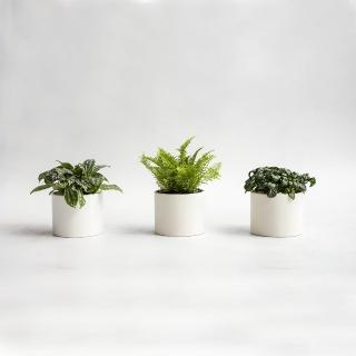 【花意空間】觀葉植物桌上盆組 - A(植栽 淨化空氣 開幕送禮)