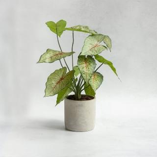 【花意空間】彩葉芋仿真植栽(仿真植物 人造盆栽)
