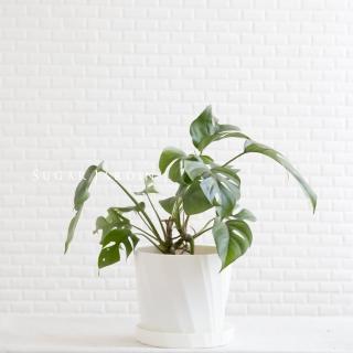 【微糖花植間】迷你姬龜背植物組(植物盆栽)