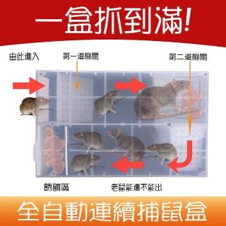 【BO雜貨】連續捕鼠盒 全自動連續捕鼠器 鼠洞式通道捕鼠籠(獨立誘餌區老鼠籠 滅鼠器)