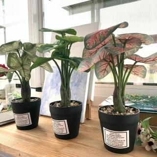 【園藝世界】小型仿真植栽2入組(綠水芋)