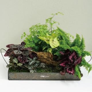 【CNFlower 西恩】免運專人專車配送限台北市 森林家宴 綜合款A(送禮/植栽/植物/觀葉植物/多肉)