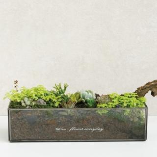 【CNFlower 西恩】免運專人專車配送限台北市 綠色饗宴 多肉植物(送禮/植栽/植物/觀葉植物/多肉)