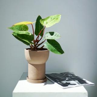 【JEN】韓式手工創意簡約水泥托盤花盆花器高18cm