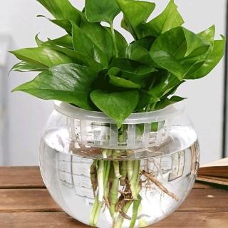 【Ainmax 艾買氏】魚菜共生 水耕盆栽 入門款2入(A.B款各1共2入  附贈環保小紙筒)