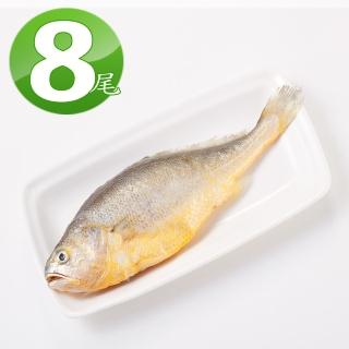 【華得水產】鮮嫩黃魚8尾組(220g/尾)