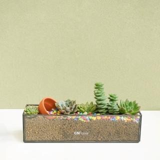 【CNFlower 西恩】免運專人專車配送限台北市 多肉趣夏(送禮/植栽/蘭花/觀葉植物/多肉)