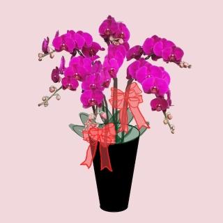 【OSTARA FLORIST 奧斯塔拉花藝】7入蘭花盆花花禮(蘭花、開幕榮升祝賀送禮)