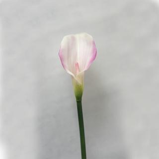 【花意空間】洋顏海芋仿真花長支 3支一組(永生花 人造花 假花)