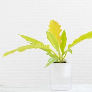 【微糖花植間】黃金火之戒蔓綠絨(自動吸水盆栽組)