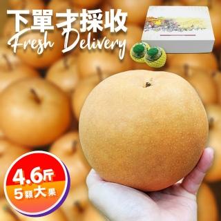 【下單才採最新鮮-中秋禮盒】卓蘭秀品新興水梨大果4.6斤5顆入(黃金時間採收 風味更獨特)