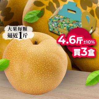【堅持採收後24小時出貨-中秋禮盒】高海拔大顆新興水梨4.6斤5顆｜三盒組(堅持採收後24小時出貨)
