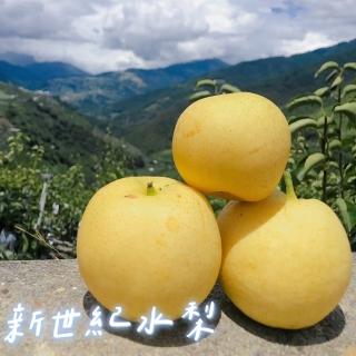 【黑貓嚴選】梨山福慧果園-新世紀水梨10粒(3.9-4.2kg±5%/盒)