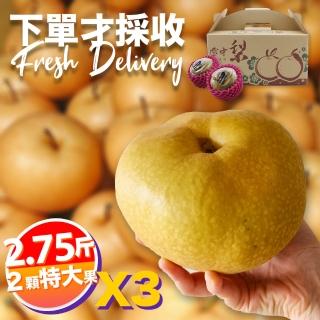 【下單才採最新鮮】卓蘭秀品寶島甘露特大顆水梨2.75斤2顆入X3(黃金時間採收 風味更獨特)