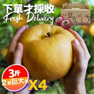 【下單才採最新鮮】卓蘭秀品寶島甘露巨大顆水梨3斤2顆入X4(黃金時間採收 風味更獨特)