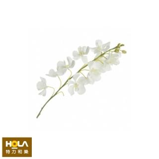 【HOLA】蘭花-白