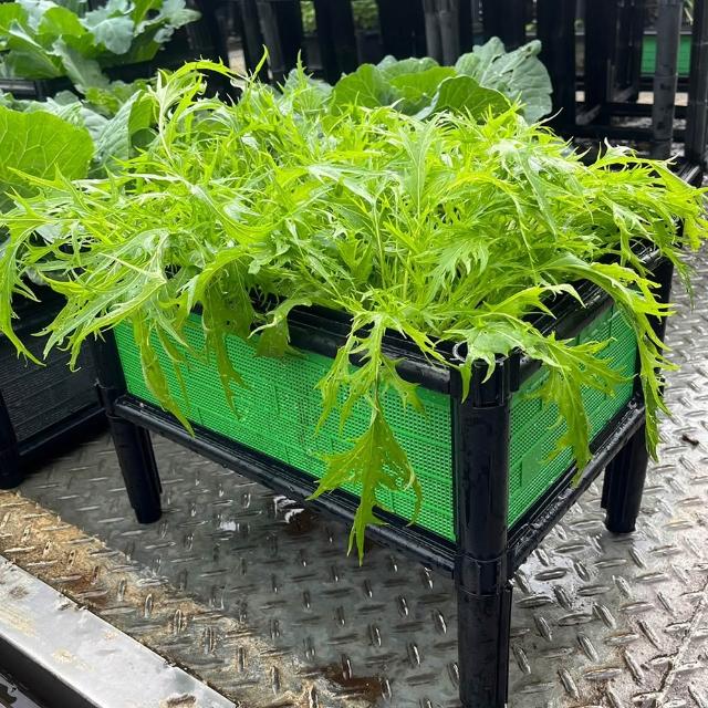 【田園樂】育材單層架高一節種植箱(45*30*32cm)(組合式種植箱種菜箱/籃耕離地栽培/2入一組)