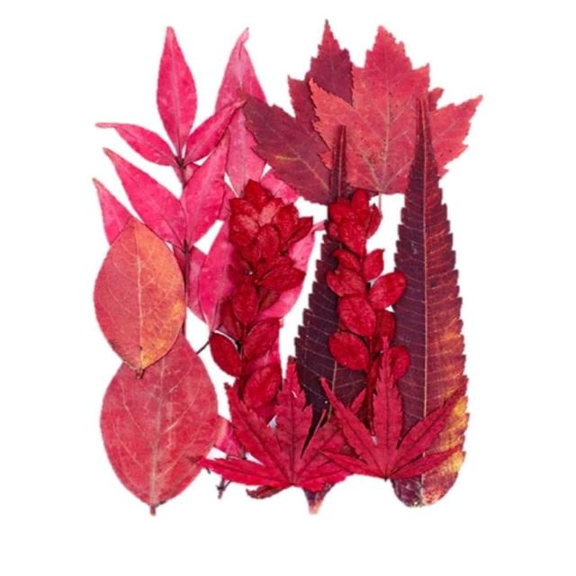 【A-ONE 匯旺】壓花材料 乾燥花材料 壓花 押花 手工壓花 植物 壓花DIY 乾花書籤