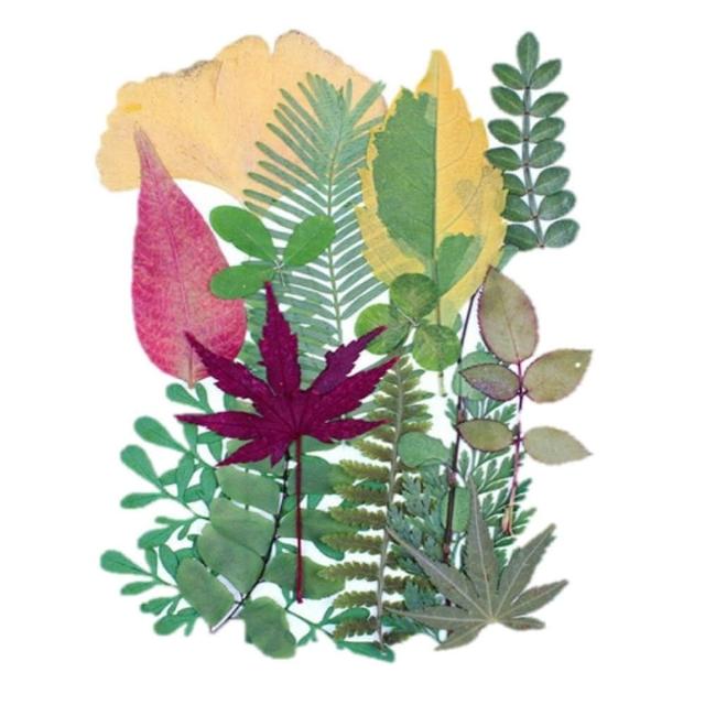 【A-ONE 匯旺】壓花材料 乾燥花材料 壓花 押花 手工壓花 植物 壓花DIY 乾花書籤