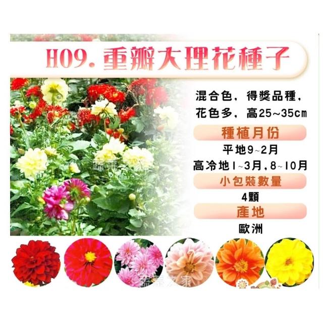 【蔬菜工坊】冬季可栽培花卉種子系列-各包裝數量詳見內文及圖片(魯冰花 波斯菊 蜀葵 金盞花)