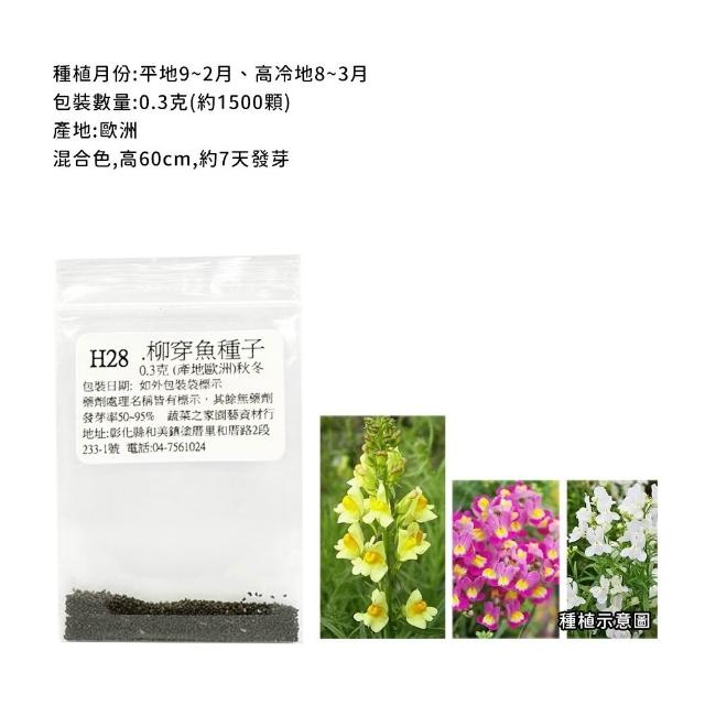 【蔬菜工坊】冬季可栽培花卉種子系列-各包裝數量詳見內文及圖片(魯冰花 波斯菊 蜀葵 金盞花)