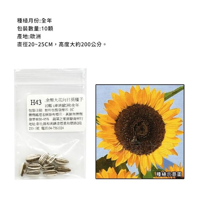 【蔬菜工坊】冬季可栽培花卉種子系列-各包裝數量詳見內文及圖片(魯冰花 波斯菊 蜀葵 金盞花)