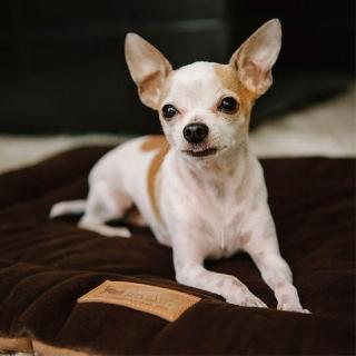 【P.L.A.Y.】地平線|四季舒活墊 XS號 犬貓適用(寵物睡床、坐墊)